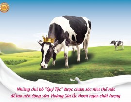 Câu chuyện về những con bò Quý tộc của Sữa Hoàng Gia Úc