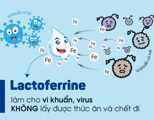 Lactoferrin và vai trò đối với hệ miễn dịch trong cơ thể