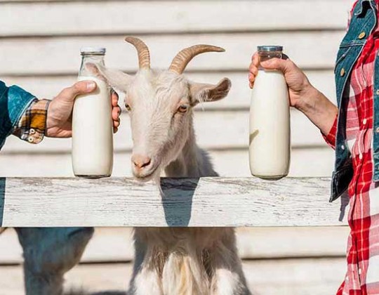 [Thắc mắc] Trẻ trên 1 tuổi có thể uống sữa dê không?