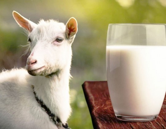 Khi nào nên dùng sữa dê cho trẻ trên 1 tuổi? Cách dùng giúp con tăng cân nhanh mà không bị táo bón