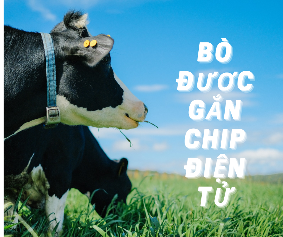 Những con bò được gắn chip điện tử