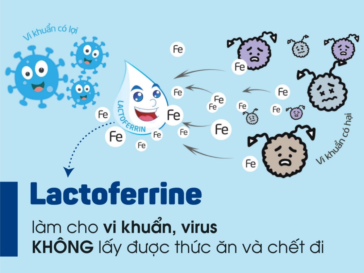 Lactoferrin làm cho vi khuẩn không lấy được thức ăn