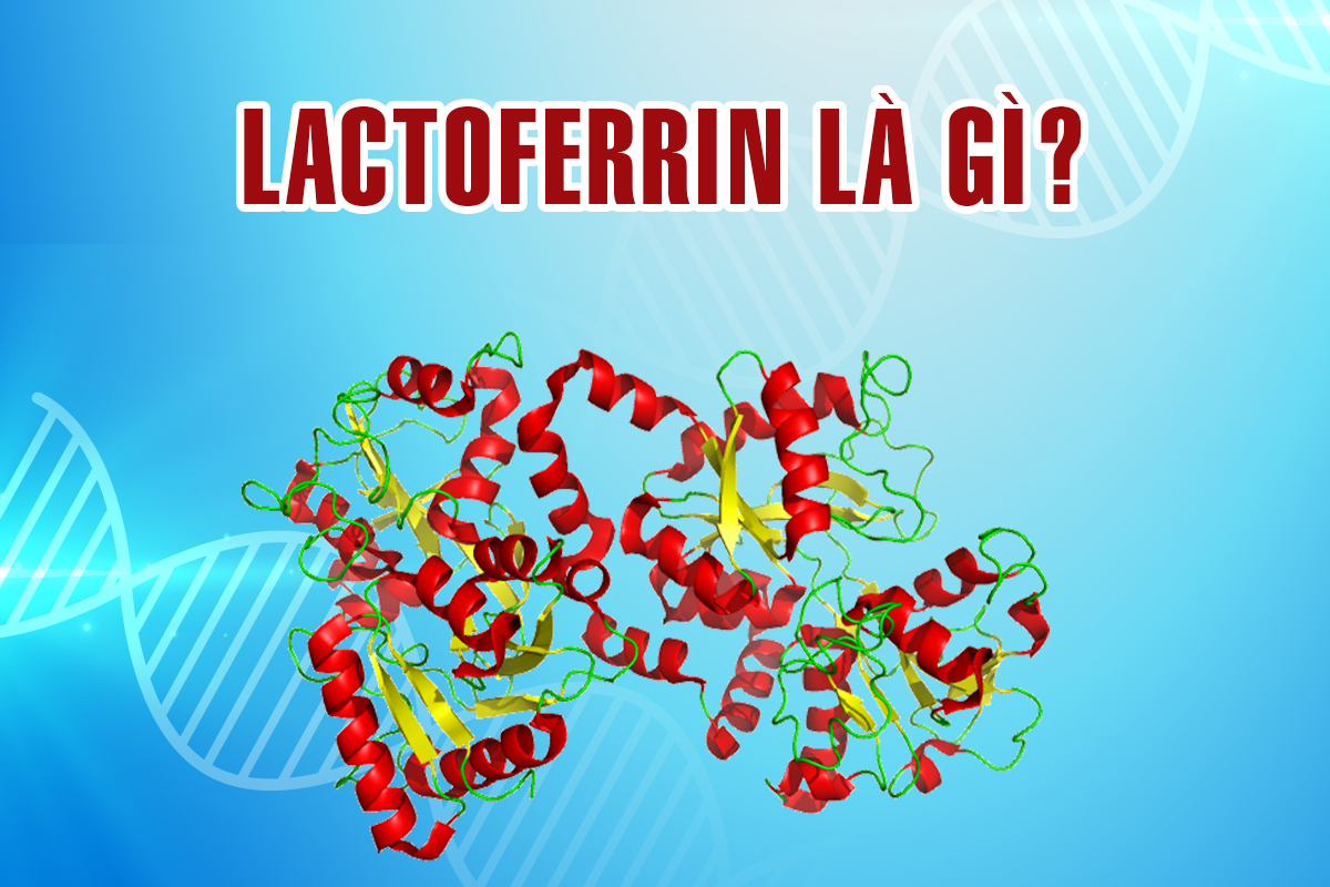 lactoferrin là gì