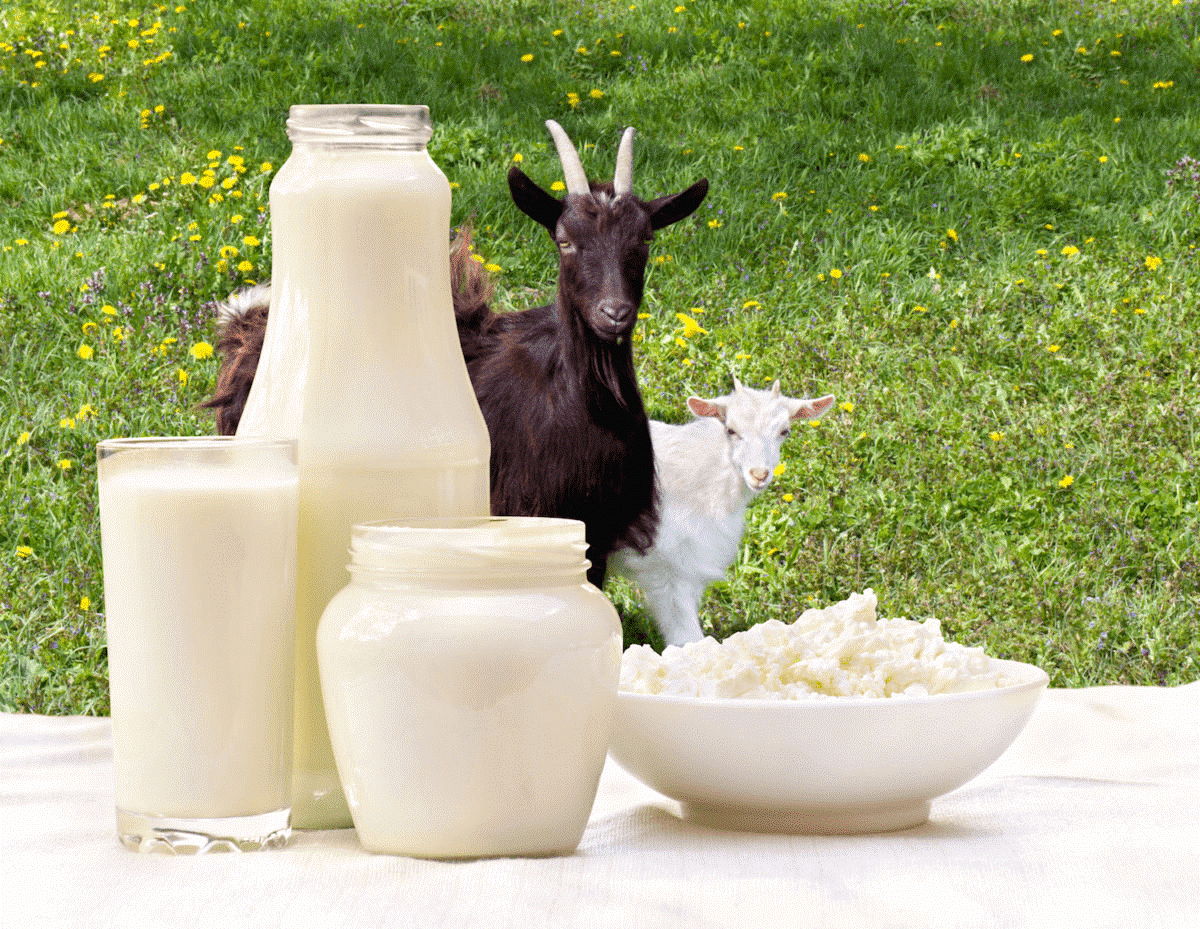  Sữa dê là loại sữa giàu dinh dưỡng hơn nhiều so với các loại sữa động vật khác
