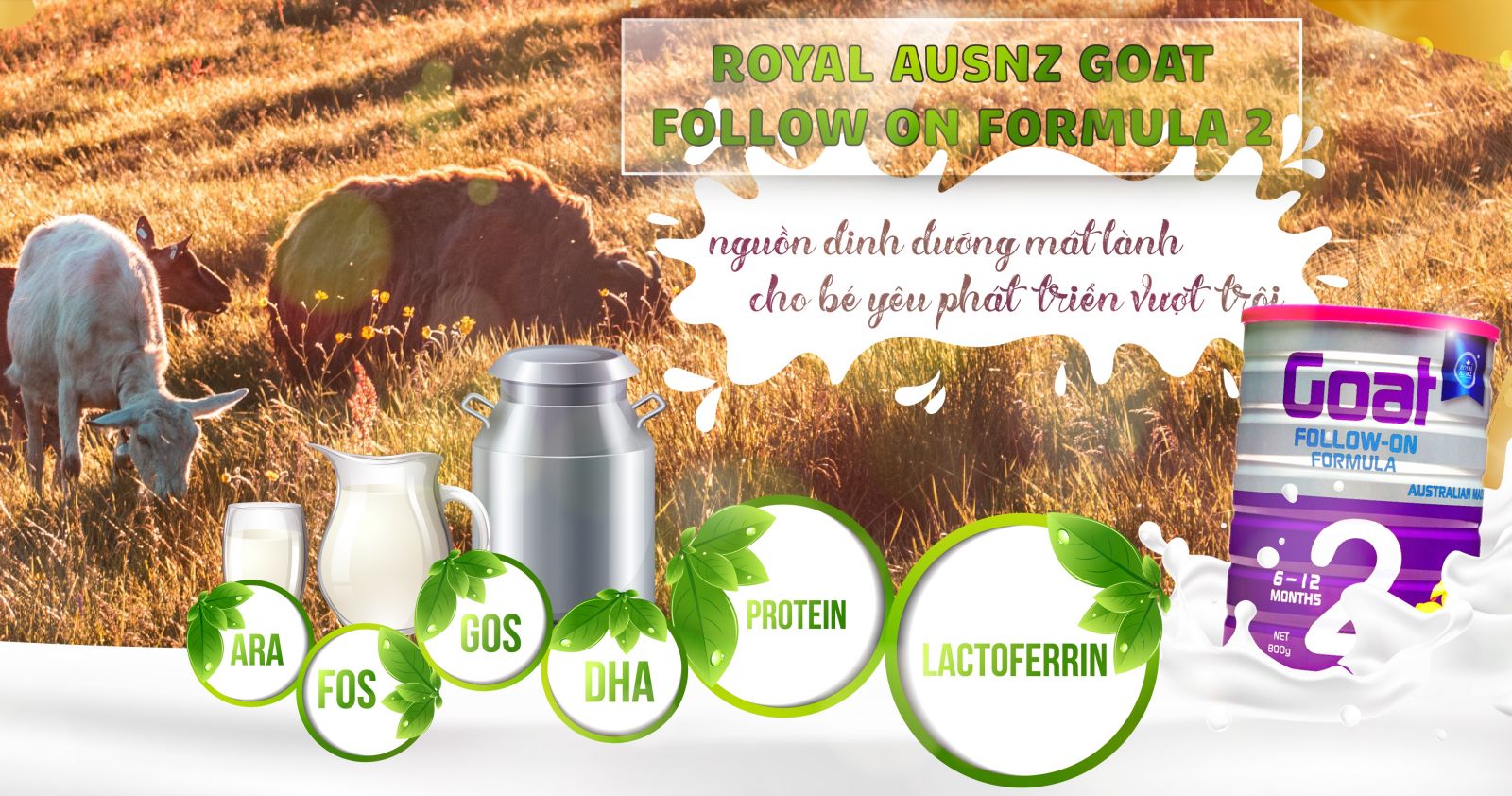 Royal Ausnz Goat Follow-On Formula 2: Sữa tăng cân cho bé 10 tháng bị dị ứng đạm sữa bò số 1 hiện nay