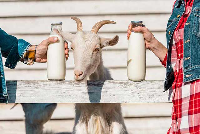 Sữa dê ích dị ứng hơn sữa bò