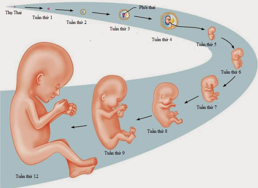 Sự phát triển của thai nhi trong 3 thấng đầu