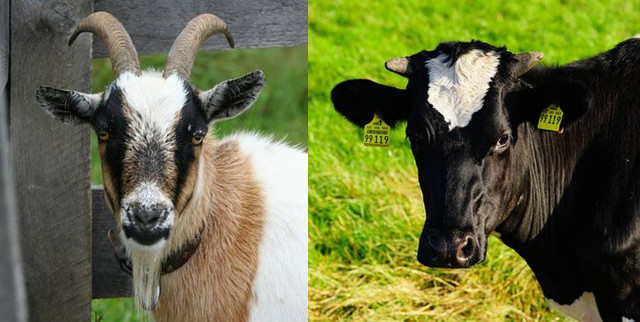 Sữa bò hay sữa dê đều có những ưu điểm khác nhau