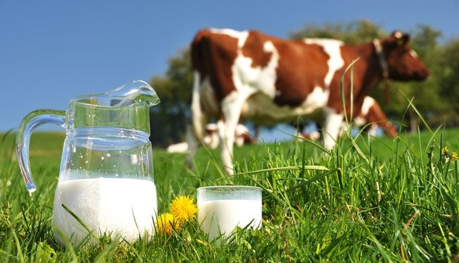 Sữa công thức có thành phần từ sữa bò là loại thông dụng nhất