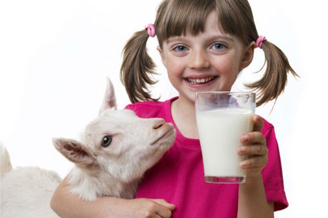 Sữa dê cho bé có tốt như “đồn đại” không?