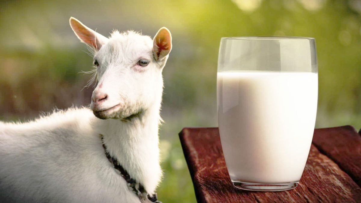 ưu điểm vượt trội của sữa dê