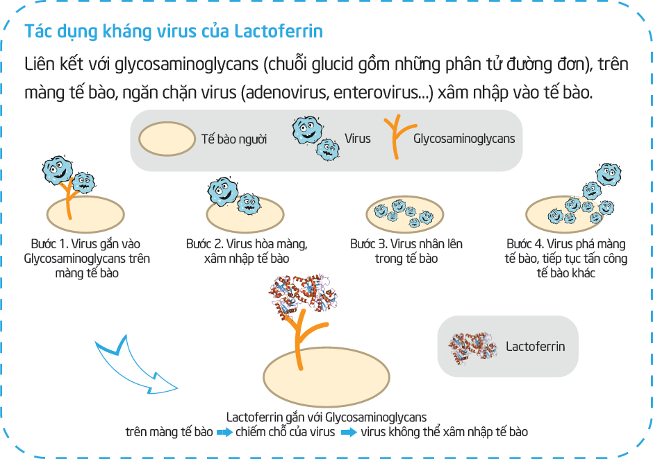Tác dụng của Lactoferrin với hệ miễn dịch của bé
