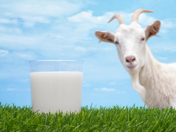 Dê sản xuất một loại sữa độc đáo, tốt cho sức khỏe với nhiều lợi ích cho cơ thể và môi trường